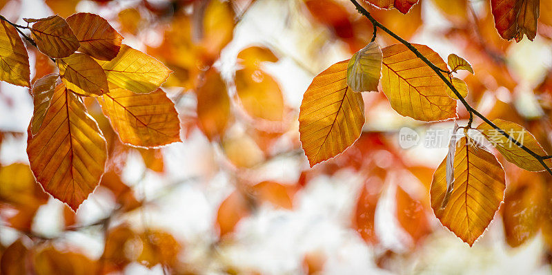 河山Fagus sylvatica riverside